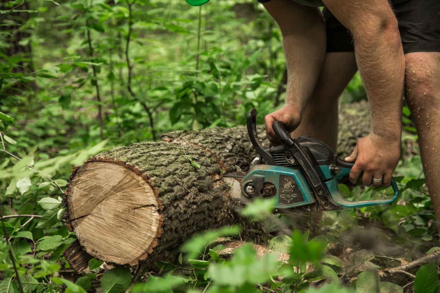 Reliable Tower Lakes, IL Tree Service Solutions